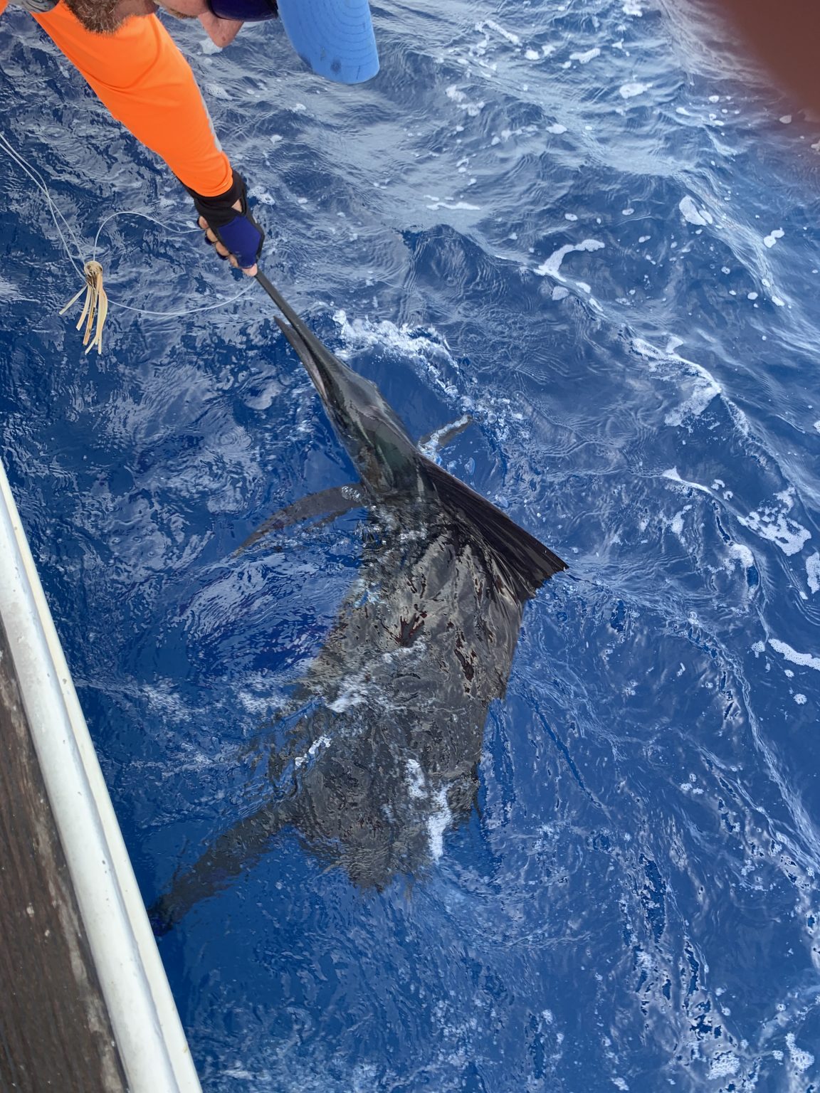 IMG_1493