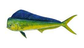 Dolphin Mahi Mahi
